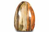 Free-Standing, Polished Petrified Wood - Madagascar #271809-1